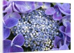 Closeup of a lacecap Hydrangea (Hydrangea macrophylla normalis). by Anonymous
