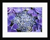 Closeup of a lacecap Hydrangea (Hydrangea macrophylla normalis). by Anonymous