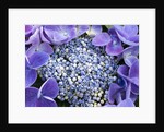 Closeup of a lacecap Hydrangea (Hydrangea macrophylla normalis). by Anonymous