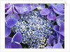 Closeup of a lacecap Hydrangea (Hydrangea macrophylla normalis). by Anonymous