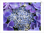 Closeup of a lacecap Hydrangea (Hydrangea macrophylla normalis). by Anonymous