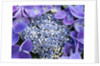 Closeup of a lacecap Hydrangea (Hydrangea macrophylla normalis). by Anonymous