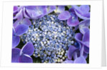 Closeup of a lacecap Hydrangea (Hydrangea macrophylla normalis). by Anonymous