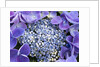Closeup of a lacecap Hydrangea (Hydrangea macrophylla normalis). by Anonymous