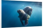 Walrus and Calf, Hudson Bay, Nunavut, Canada by Anonymous