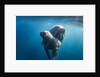 Walrus and Calf, Hudson Bay, Nunavut, Canada by Anonymous