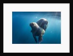 Walrus and Calf, Hudson Bay, Nunavut, Canada by Anonymous