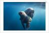 Walrus and Calf, Hudson Bay, Nunavut, Canada by Anonymous