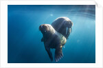 Walrus and Calf, Hudson Bay, Nunavut, Canada by Anonymous