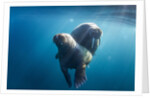 Walrus and Calf, Hudson Bay, Nunavut, Canada by Anonymous