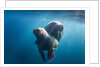 Walrus and Calf, Hudson Bay, Nunavut, Canada by Anonymous