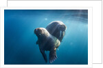 Walrus and Calf, Hudson Bay, Nunavut, Canada by Anonymous