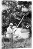 Senior man harvests apples, ca. 1926. by Anonymous