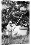 Senior man harvests apples, ca. 1926. by Anonymous