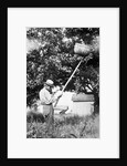 Senior man harvests apples, ca. 1926. by Anonymous