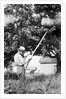 Senior man harvests apples, ca. 1926. by Anonymous