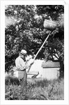 Senior man harvests apples, ca. 1926. by Anonymous