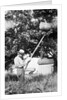 Senior man harvests apples, ca. 1926. by Anonymous