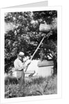 Senior man harvests apples, ca. 1926. by Anonymous