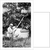 Senior man harvests apples, ca. 1926. by Anonymous