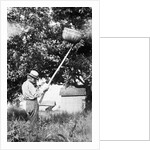 Senior man harvests apples, ca. 1926. by Anonymous
