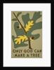 Only God Can Make a Tree, Oak by Anonymous