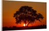 Sunset, Savuti Marsh, Chobe National Park, Botswana by Anonymous