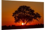 Sunset, Savuti Marsh, Chobe National Park, Botswana by Anonymous