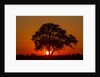 Sunset, Savuti Marsh, Chobe National Park, Botswana by Anonymous