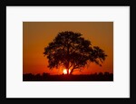 Sunset, Savuti Marsh, Chobe National Park, Botswana by Anonymous