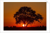 Sunset, Savuti Marsh, Chobe National Park, Botswana by Anonymous
