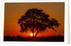 Sunset, Savuti Marsh, Chobe National Park, Botswana by Anonymous