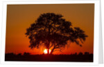 Sunset, Savuti Marsh, Chobe National Park, Botswana by Anonymous