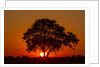 Sunset, Savuti Marsh, Chobe National Park, Botswana by Anonymous