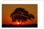 Sunset, Savuti Marsh, Chobe National Park, Botswana by Anonymous