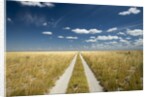 Kalahari Desert Track, Magadikgadi Pans National Park, Botswana by Anonymous