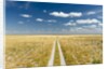 Kalahari Desert Track, Magadikgadi Pans National Park, Botswana by Anonymous