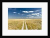 Kalahari Desert Track, Magadikgadi Pans National Park, Botswana by Anonymous