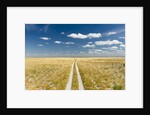 Kalahari Desert Track, Magadikgadi Pans National Park, Botswana by Anonymous