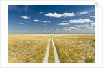 Kalahari Desert Track, Magadikgadi Pans National Park, Botswana by Anonymous