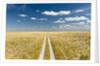 Kalahari Desert Track, Magadikgadi Pans National Park, Botswana by Anonymous