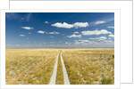 Kalahari Desert Track, Magadikgadi Pans National Park, Botswana by Anonymous