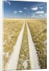 Kalahari Desert Track, Magadikgadi Pans National Park, Botswana by Anonymous