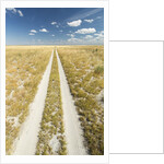 Kalahari Desert Track, Magadikgadi Pans National Park, Botswana by Anonymous
