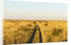 Kalahari Desert Track, Nxai Pan National Park, Botswana by Anonymous