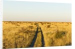 Kalahari Desert Track, Nxai Pan National Park, Botswana by Anonymous