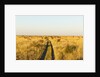 Kalahari Desert Track, Nxai Pan National Park, Botswana by Anonymous