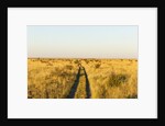 Kalahari Desert Track, Nxai Pan National Park, Botswana by Anonymous