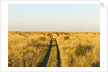 Kalahari Desert Track, Nxai Pan National Park, Botswana by Anonymous