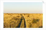 Kalahari Desert Track, Nxai Pan National Park, Botswana by Anonymous